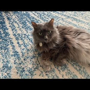 Meet your Posher, Lisa